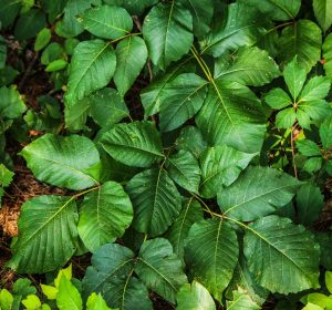 how to get rid of poison ivy fast bleach