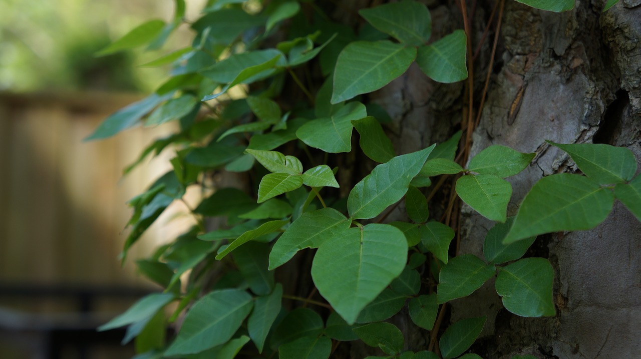 The Best Cure for Poison Ivy Curing the Cliché Cure Pain Relief